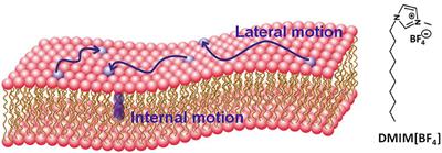 Enhanced Microscopic Dynamics of a Liver Lipid Membrane in the Presence of an Ionic Liquid